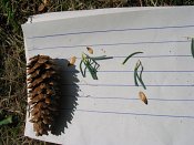 summer photograph Zwarte_spar__Picae_mariana__Black_spruceimg_8894.jpg