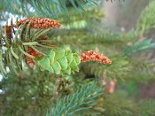 summer photograph Zwarte_spar__Picae_mariana__Black_spruceimg_8895.jpg