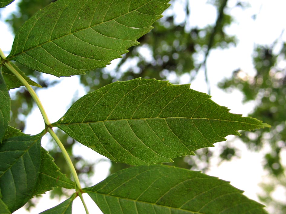 Листья ясеня. Fraxinus Excelsior лист. Ясень обыкновенный лист. Ясень вязолистный. Ясень обыкновенный прилистники \.