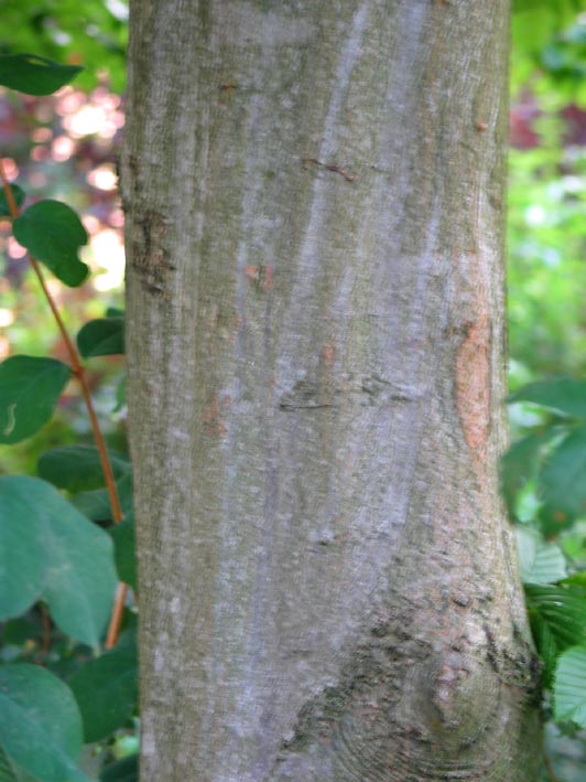 Verwonderlijk Carpinus betulus European hornbeam; Musclewood; Ironwood Dutch HA-46