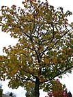 foto bomen: Amberboom__Liquidambar_styraciflua__Sweetgum 