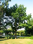 foto bomen: Amerikaanse_eik__Quercus_rubra__Red_oak