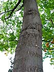 foto bomen: Amerikaanse_eik__Quercus_rubra__Red_oak