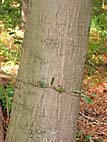 foto bomen: Amerikaanse_eik__Quercus_rubra__Red_oak
