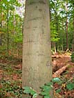 foto bomen: Amerikaanse_eik__Quercus_rubra__Red_oak