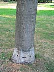 foto bomen: Amerikaanse_eik__Quercus_rubra__Red_oak