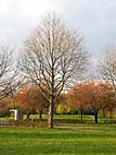 foto bomen: Amerikaanse_eik__Quercus_rubra__Red_oak