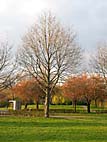 foto bomen: Amerikaanse_eik__Quercus_rubra__Red_oak 