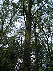 foto bomen: Amerikaanse_populier__Populus_deltoides__Eastern_cottonwood 