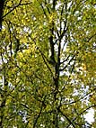 foto bomen: Balsam_populier__Populus_balsamifera__Balsam_poplar 