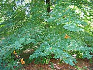foto bomen: Beuk__Fagus_sylvatica__European_beech