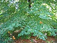 foto bomen: Beuk__Fagus_sylvatica__European_beech 