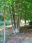foto bomen: Beuk__Fagus_sylvatica__European_beech