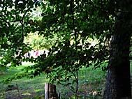 foto bomen: Beuk__Fagus_sylvatica__European_beech
