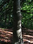 foto bomen: Beuk__Fagus_sylvatica__European_beech 