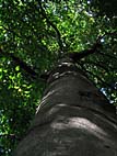 foto bomen: Beuk__Fagus_sylvatica__European_beech 