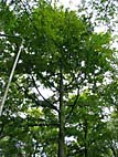 foto bomen: Beuk__Fagus_sylvatica__European_beech