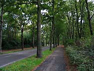 foto bomen: Beuk__Fagus_sylvatica__European_beech
