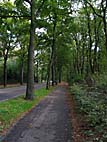 foto bomen: Beuk__Fagus_sylvatica__European_beech