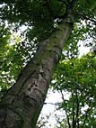 foto bomen: Beuk__Fagus_sylvatica__European_beech
