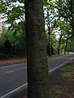 foto bomen: Beuk__Fagus_sylvatica__European_beech