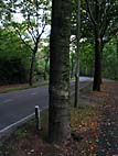 foto bomen: Beuk__Fagus_sylvatica__European_beech