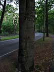 foto bomen: Beuk__Fagus_sylvatica__European_beech