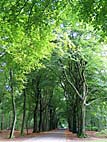foto bomen: Beuk__Fagus_sylvatica__European_beech