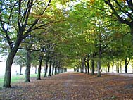 foto bomen: Beuk__Fagus_sylvatica__European_beech