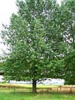 foto bomen: Canada_populier__Populus_x_canadensis__Carolina_poplar 