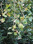 foto bomen: Canada_populier__Populus_x_canadensis__Carolina_poplar