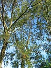 foto bomen: Canada_populier__Populus_x_canadensis__Carolina_poplar