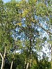 foto bomen: Canada_populier__Populus_x_canadensis__Carolina_poplar
