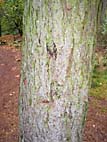 foto bomen: Europese_larix__Larix_decidua__European_larch 