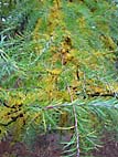 foto bomen: gymnospermsfamilie 