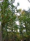 foto bomen: Europese_larix__Larix_decidua__European_larch 