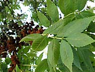 foto bomen: Gewone_es__Fraxinus_excelsior__Common_ash 