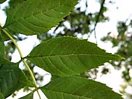 foto bomen: esfamilie 