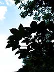 foto bomen: Gewone_esdoorn__Acer_pseudoplatanus__Sycamore_maple