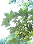 foto bomen: Gewone_esdoorn__Acer_pseudoplatanus__Sycamore_maple