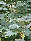 foto bomen: Gewone_esdoorn__Acer_pseudoplatanus__Sycamore_maple