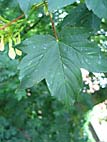 foto bomen: esdoornfamilie 