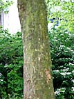 foto bomen: zomerbast