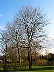foto bomen: Gewone_plataan__Platanus_hybrida__London_planetree