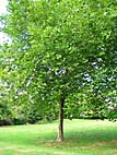 foto bomen: Gewone_plataan__Platanus_hybrida__London_planetree
