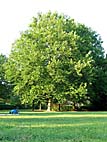 foto bomen: Gewone_plataan__Platanus_hybrida__London_planetree 