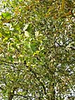 foto bomen: Gewone_plataan__Platanus_hybrida__London_planetree