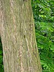 foto bomen: Gewone_vleugelnoot__Pterocarya_fraxinifolia__Caucasian_wingnut