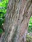 foto bomen: Gewone_vleugelnoot__Pterocarya_fraxinifolia__Caucasian_wingnut