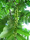 foto bomen: Gewone_vleugelnoot__Pterocarya_fraxinifolia__Caucasian_wingnut